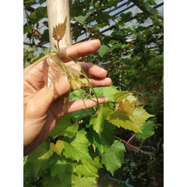 Entres Varian Rootstock