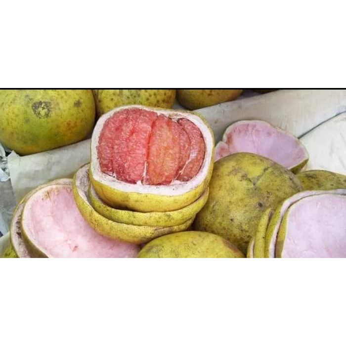 Bibit Buah Jeruk Bali Merah