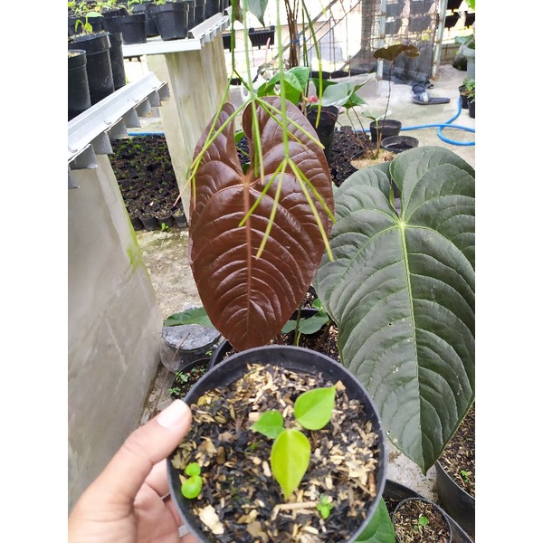 Bibit tanaman anthurium modeanum