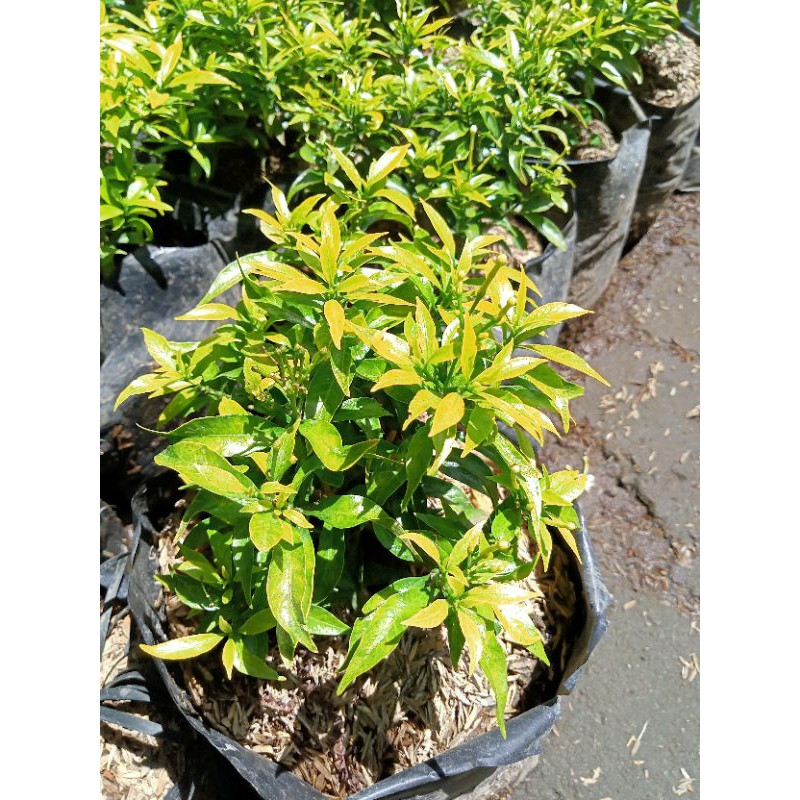 Tanaman rombusa kuning / melati mini
