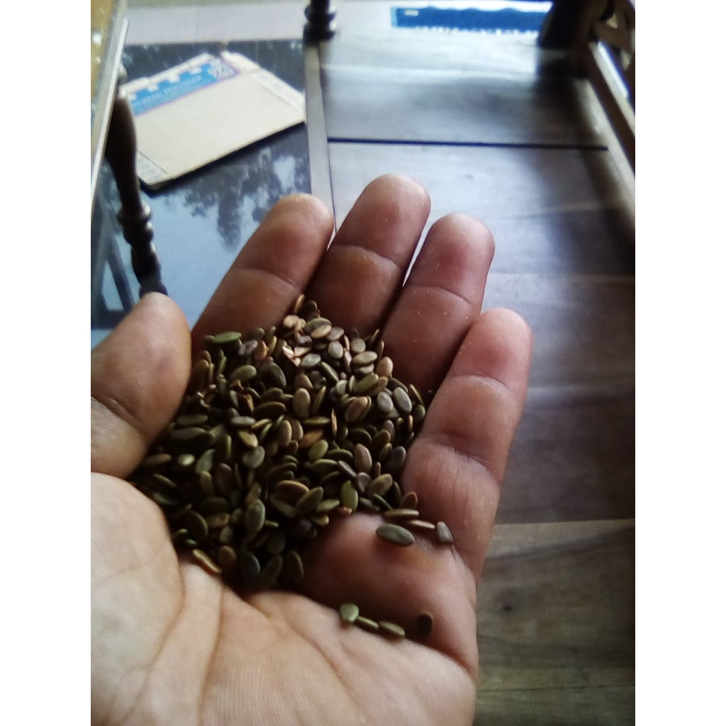 biji sengon laut kualitas super 1kg // albasia // sengon laut unggul