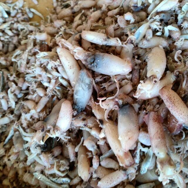 

Baby cumi uk 500gr asli ujungkulon