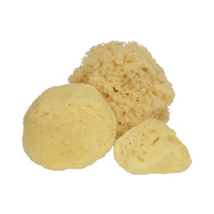 [GERMANY] NATURAL SEA SPONGE for baby / for face / for body