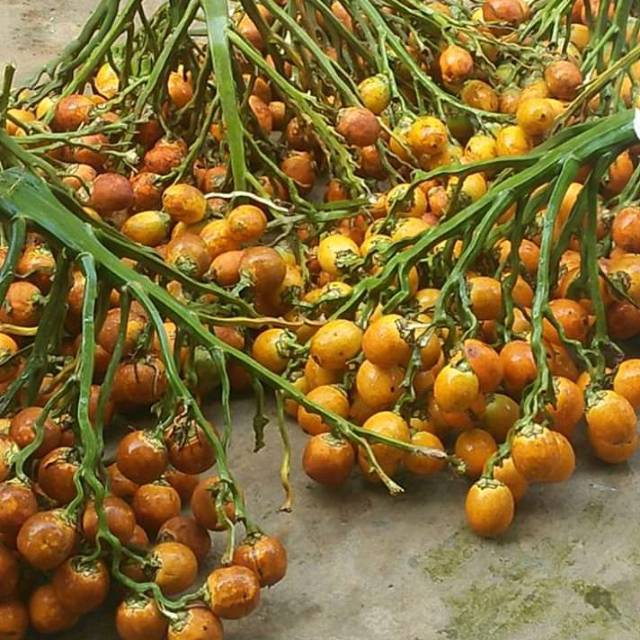 

Buah pinang tua(500gram)