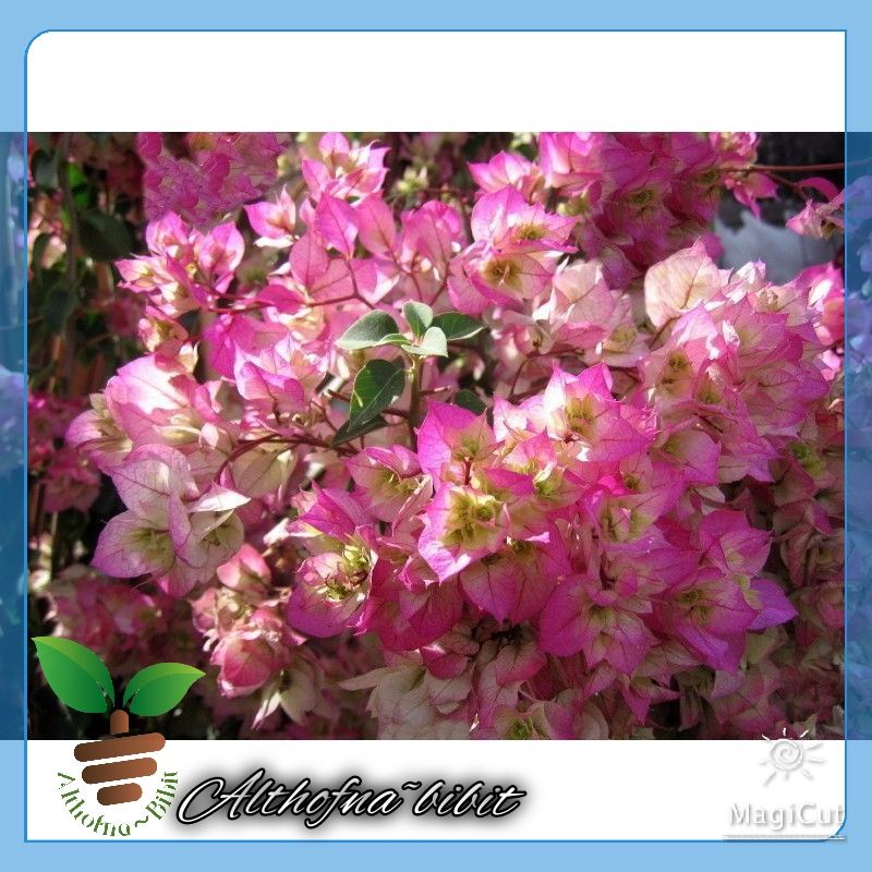 bibit bunga Bougenville Citra India ORY./BOUGENVILLE IMPORT/BOUGENVILLE BUNGA KERTAS/BOUGENVILLE BAT