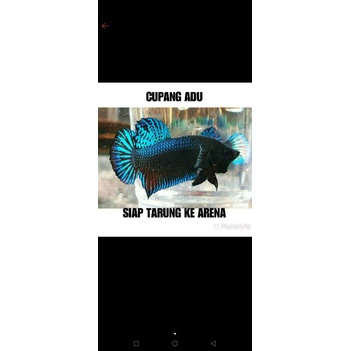 ikan cupang adu keturunan MDS siapadu