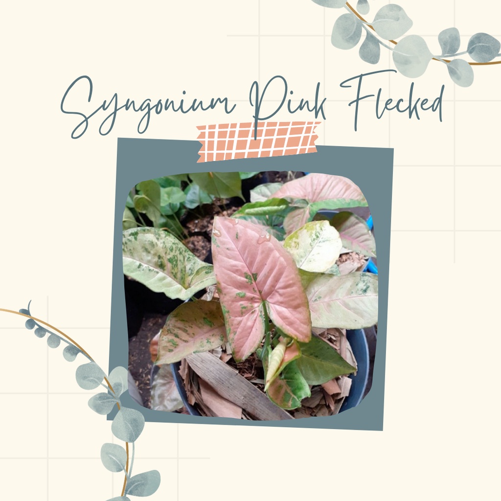 Tanaman Hias Syngonium Pink Flacked Bibiy bunga Syngonium Pink Flacked