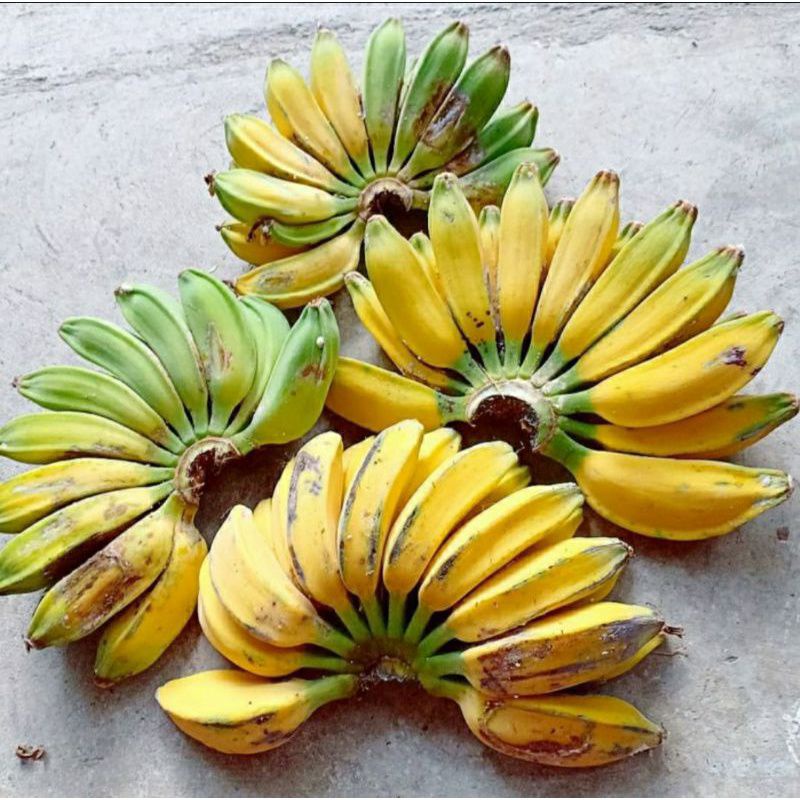 pisang kepok