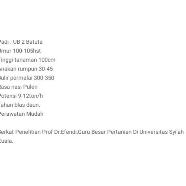 6PP Benih Padi UB2 BATUTA / Benih Padi US2 BATUTA Lokal Aceh 6PP