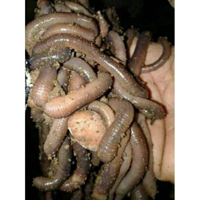 cacing tanah/cacing kalung segar alami 100g