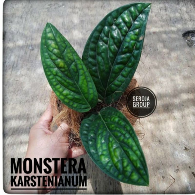 Tanaman Hias Rambat Monstera Karstenianum (Monstera Sp.peru)