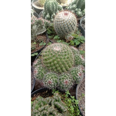 kaktus kail jumbo banyak anak