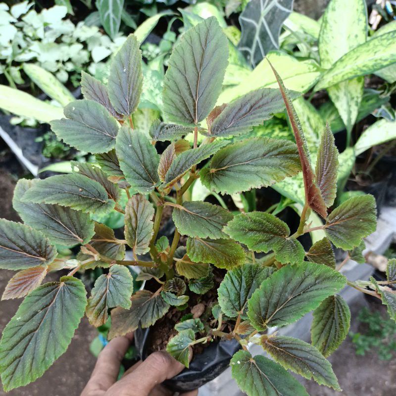 begonia coklat