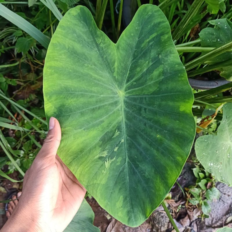 Colocasia Limeade / Colocasia Limeaide