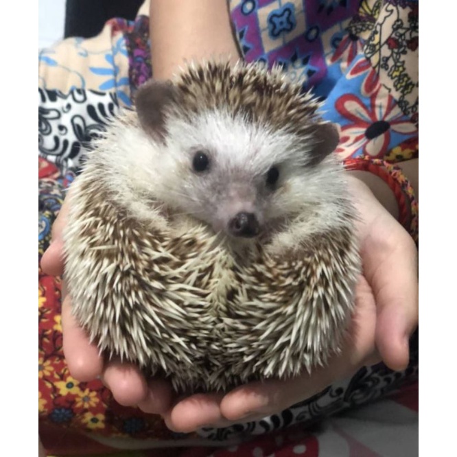Open Adopsi Landak Mini salt and pepper Jantan