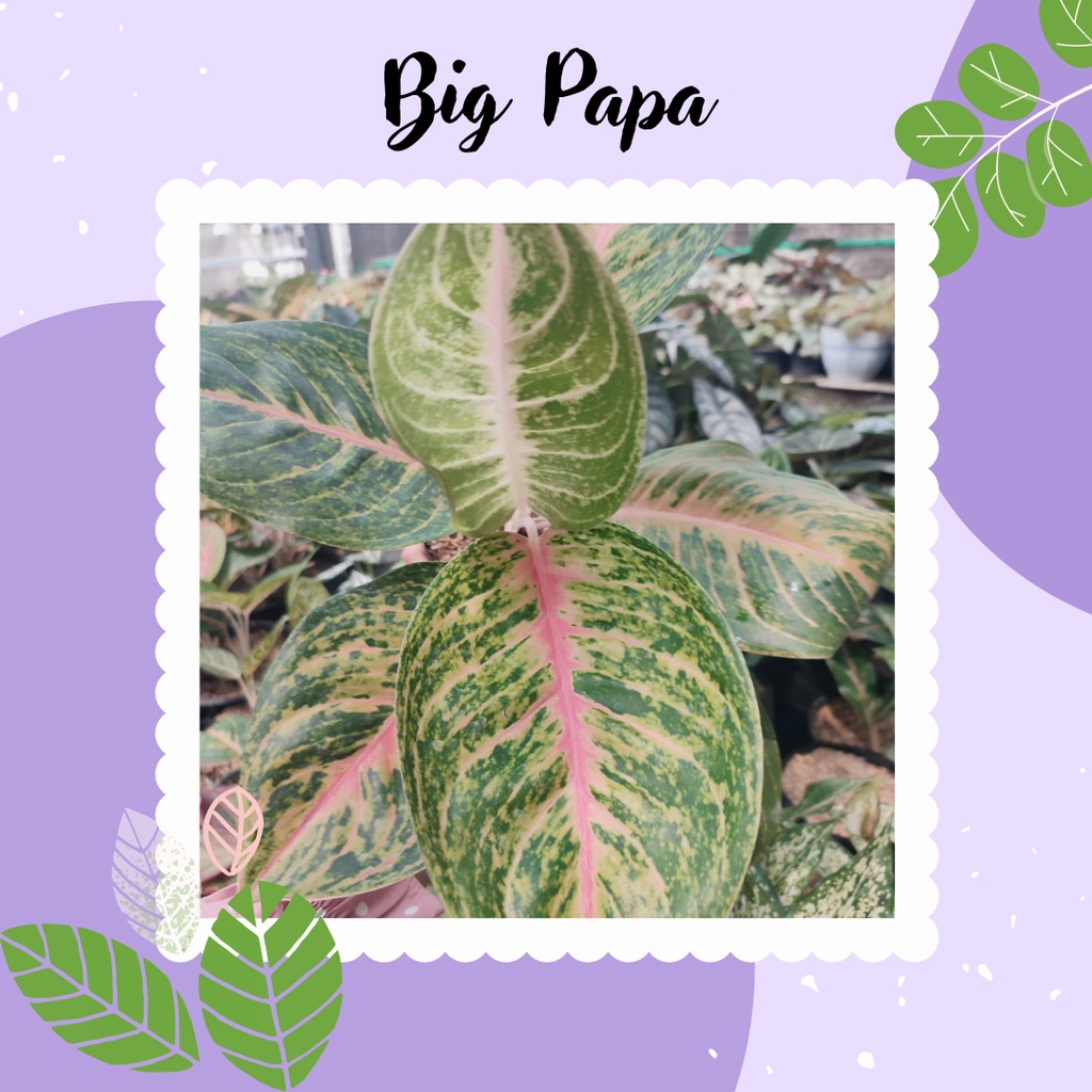 Aglonema Big Papa Tanaman Hias Aglonema Big Papa Bunga Aglonema Cantik Big Papa murah
