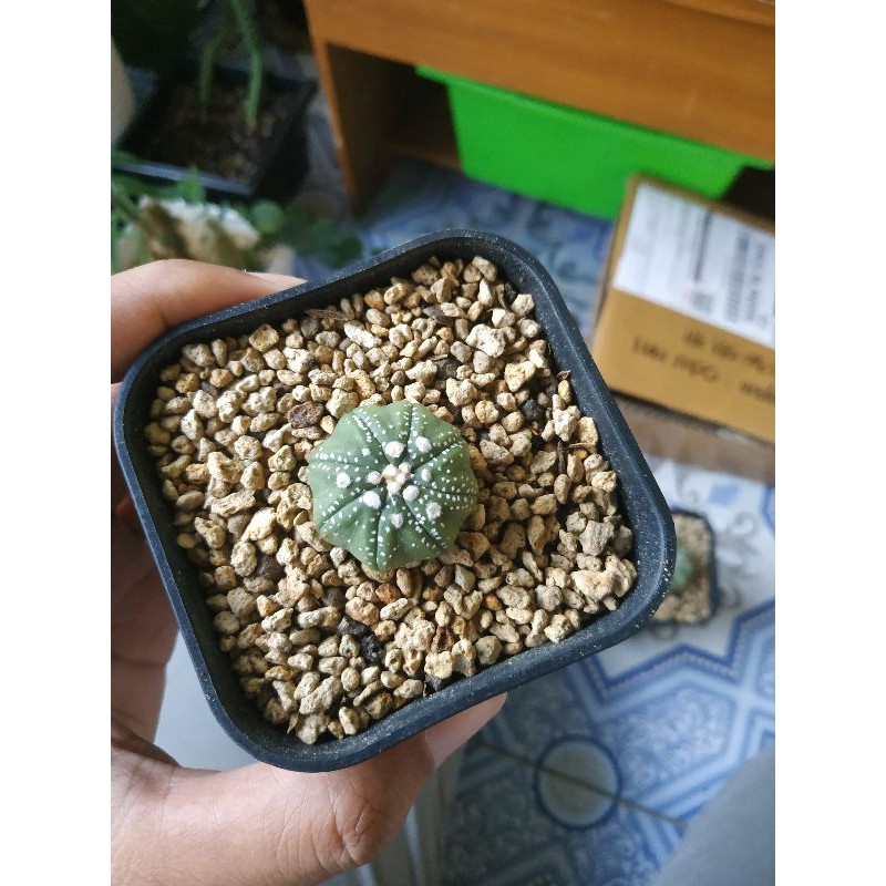 Astrophytum Super Kabuto Starshape