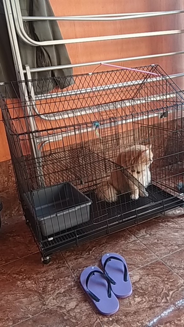 Kucing Kandang Untuk 2 Ekor