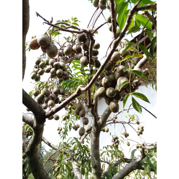 

BUAH KEDONGDONG Fresh langsung petik dari pohonnya