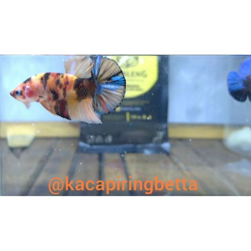 

Nemo galaxi