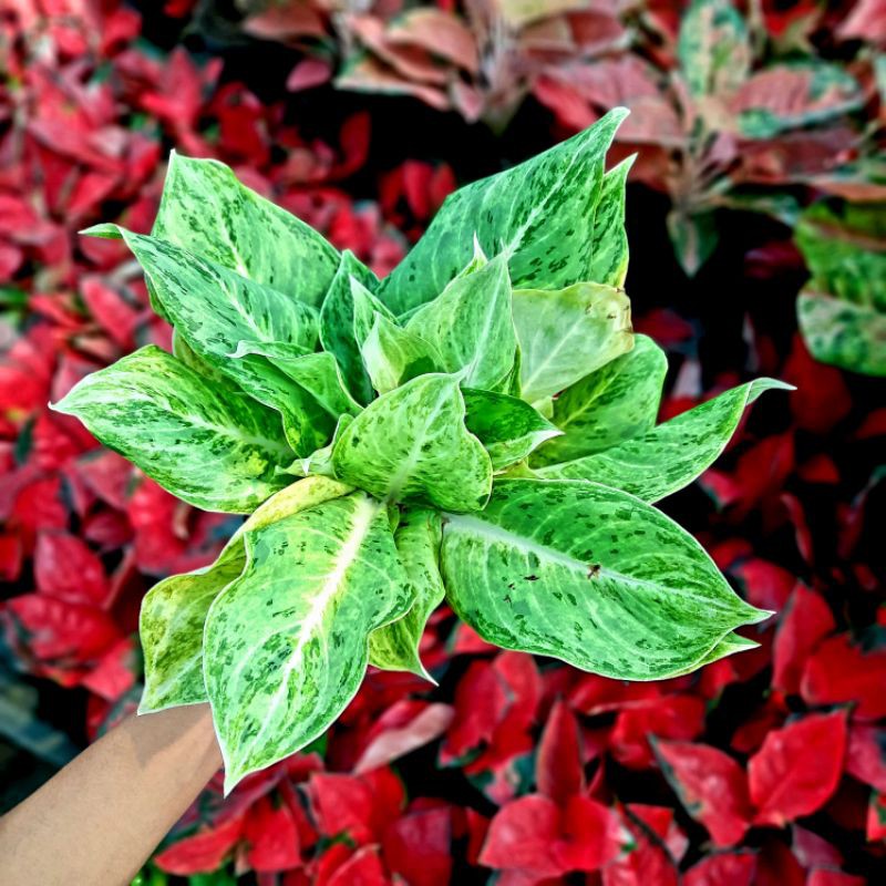 Tanaman Aglonema Silver Queen Aglaonema Remaja Silverqueen / Aglonema murah ratudaun nursery