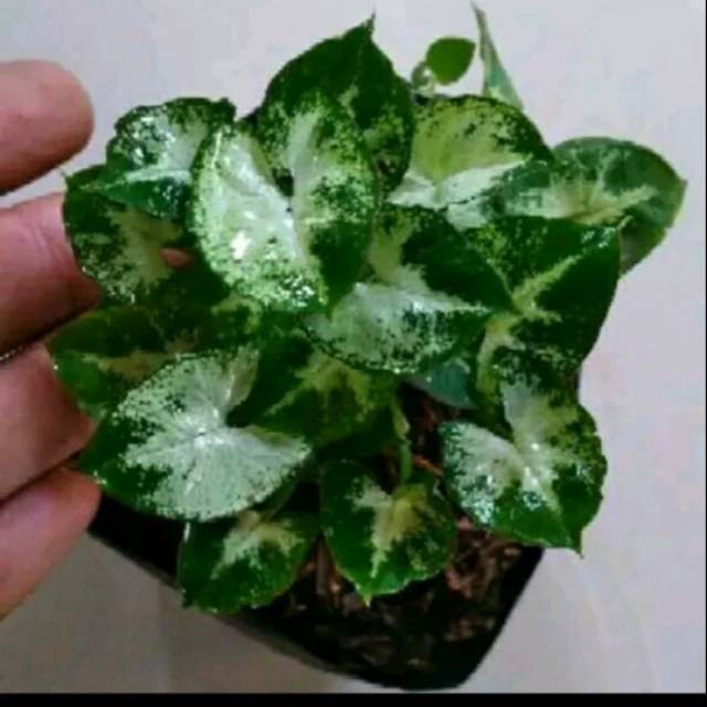 Tanaman hias syngonium mini - syngonium mini