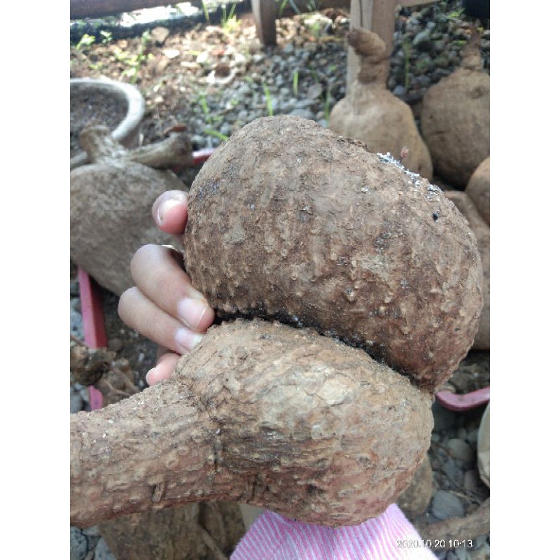 #stephania #caudex #suberosa #venosa