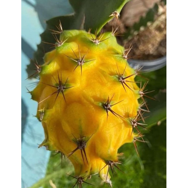 pohon/bibit buah naga kuning