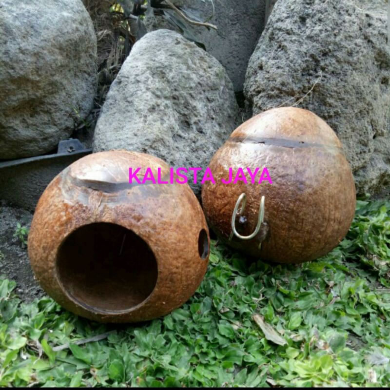 GLODOK BURUNG MURAI LOVE BIRD KENARI SARANG TELUR  BATOK KELAPA