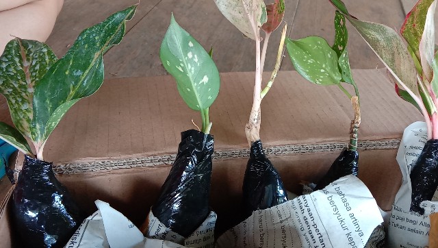 Paket 5 Tanaman Aglonema - Agolaonema - Bunga Aglonema - Paket Aglonema Murah