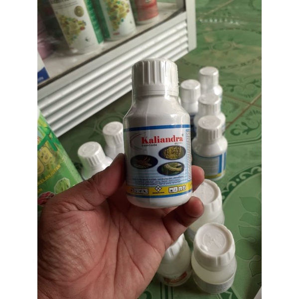 Insektisida Kaliandra Untuk hama walang sangit dll