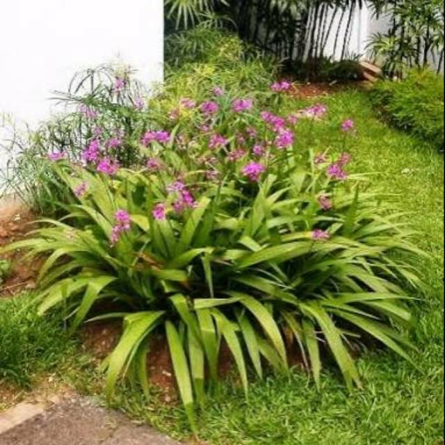 Paling Bagus 16 Gambar Anggrek Tanah Gambar Bunga HD Paling Bagus 16 Gambar Anggrek Tanah Gambar Bunga HD