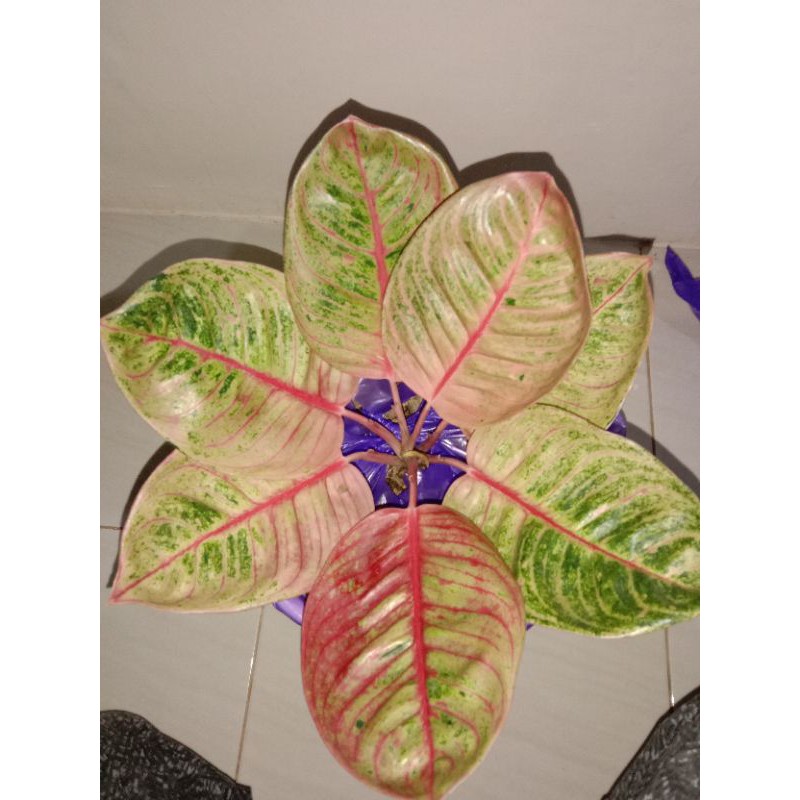 Aglonema romantic love