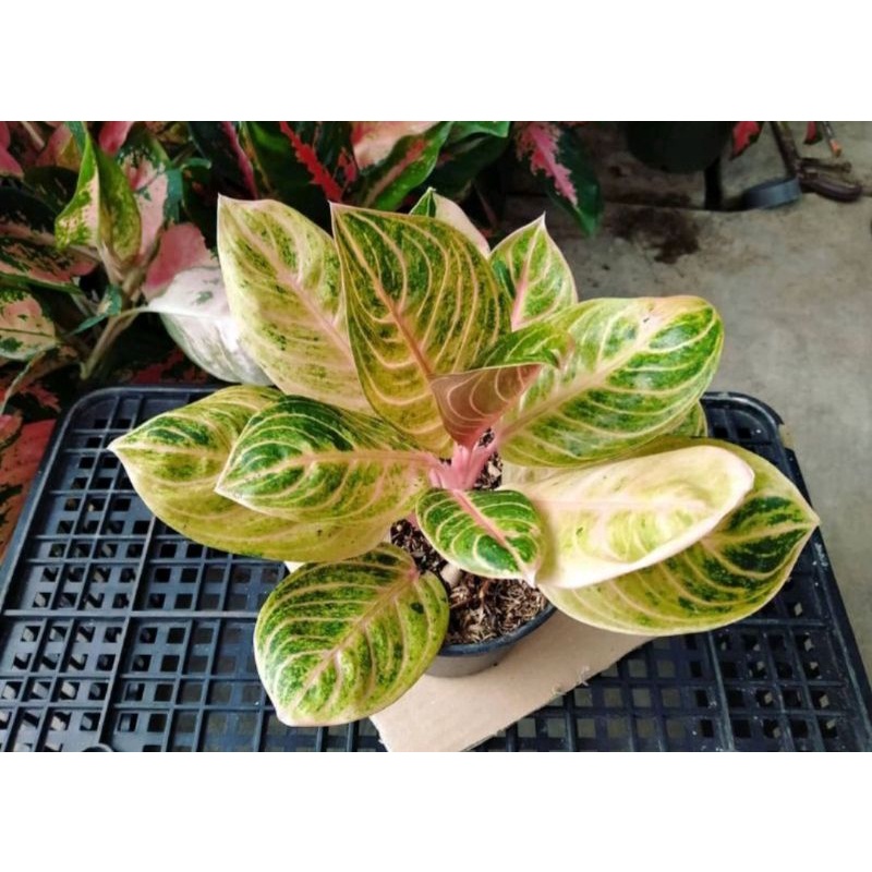 Bibit bonggol aglonema rinjani