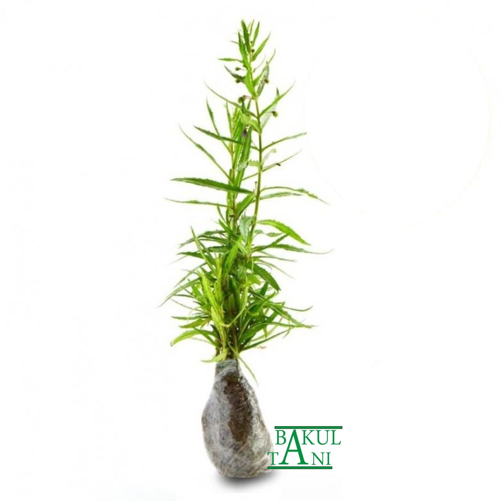 Produsen Tanaman Hias Angelonia Atau Lavender Lokal Murah NR35aKZSKjJDZ7