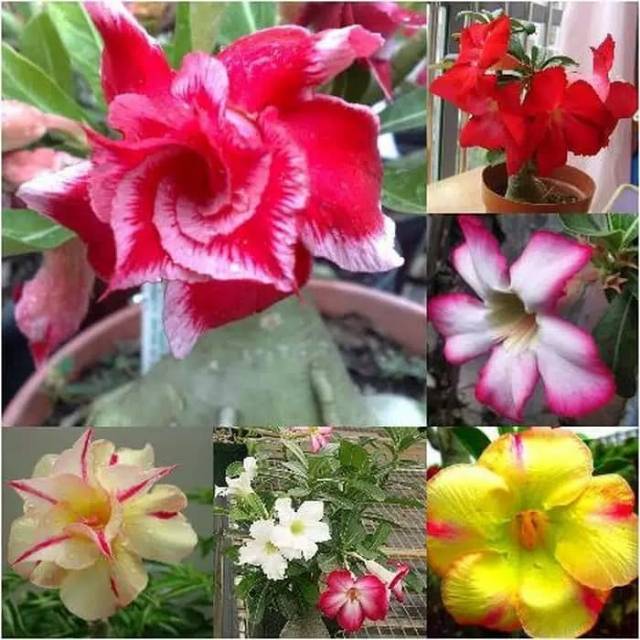 Bibit adenium / bibit adenium kamboja jepang / bibit tanaman adenium kamboja jepang