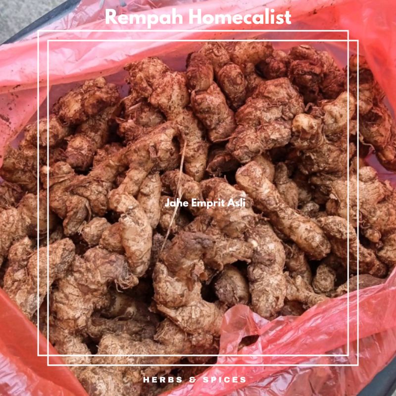 Jahe Emprit Jawa 1kg Mprit Segar Asli