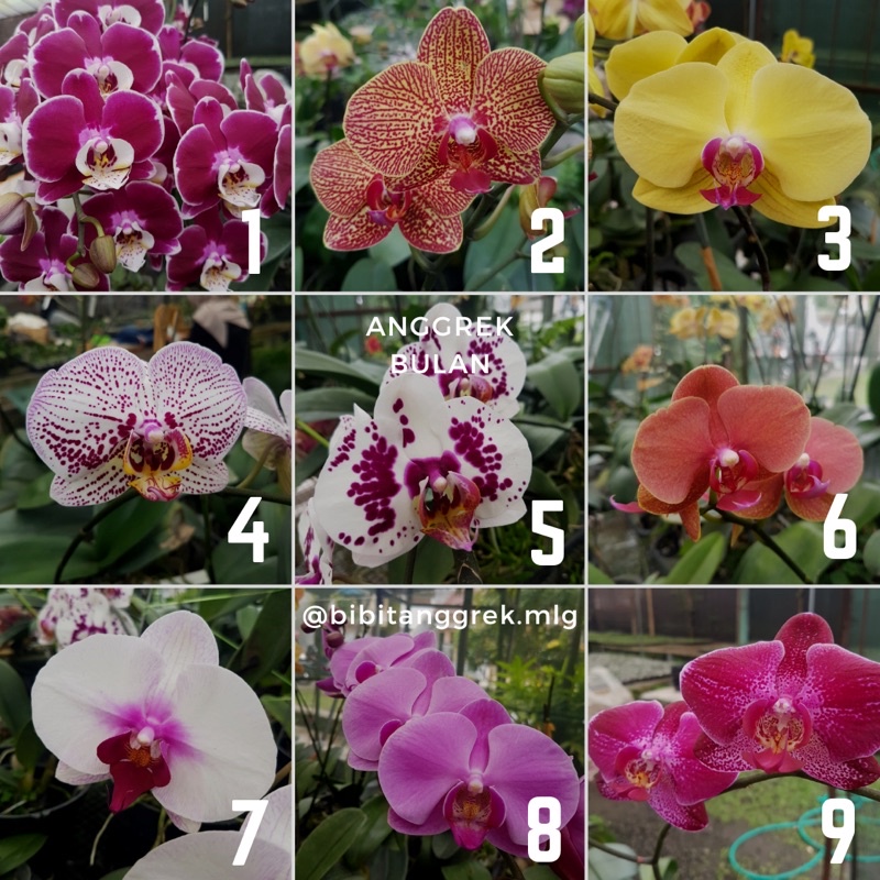 Bibit Anggrek Bulan Phalaenopsis Premium Hybrid Taiwan (Seedling)