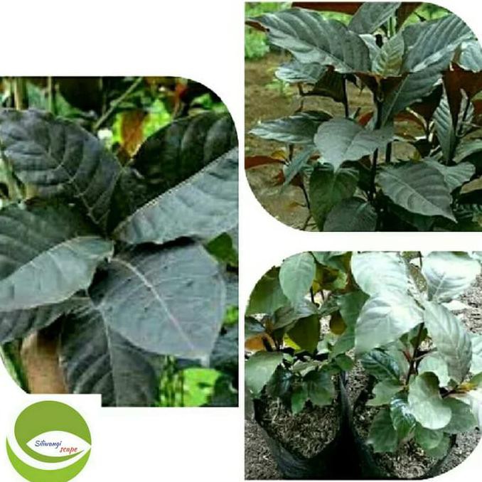 Jual Pusat Benih Tanaman Bibit Tanaman Daun Ungupohon Daun Ungu