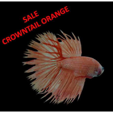 Cupang Crowntail PREMIUM