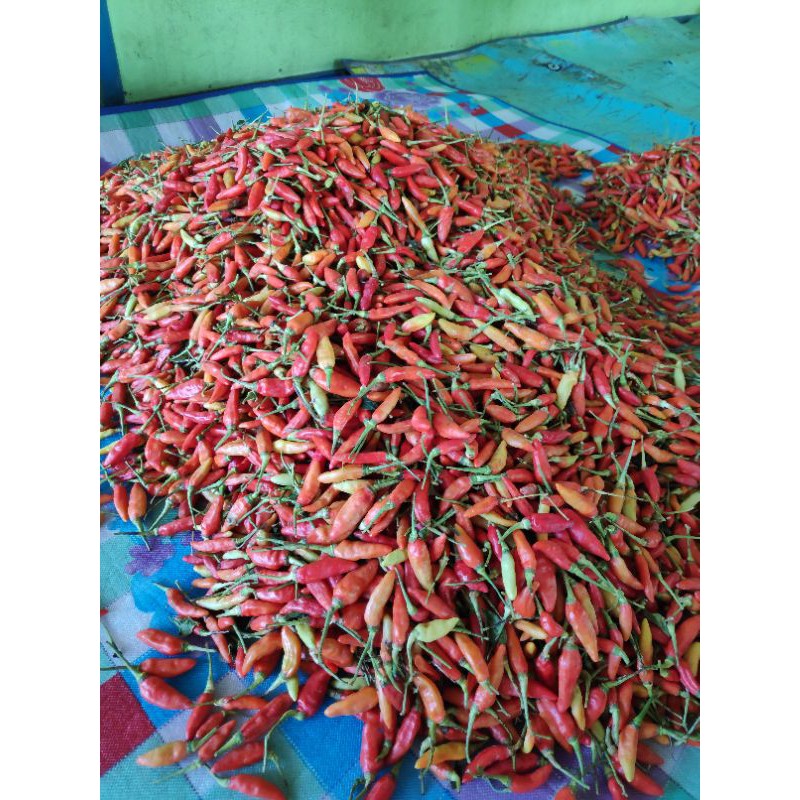 

cabe setan / cabe tanjung kwalitas no 1