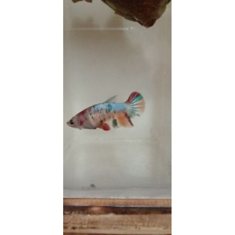 Ikan Cupang Female Multicolor grade
