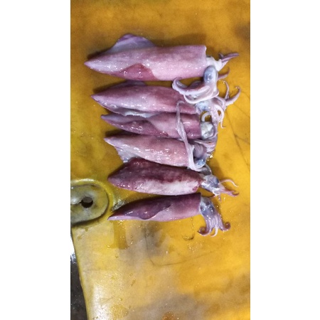 

cumi bangka