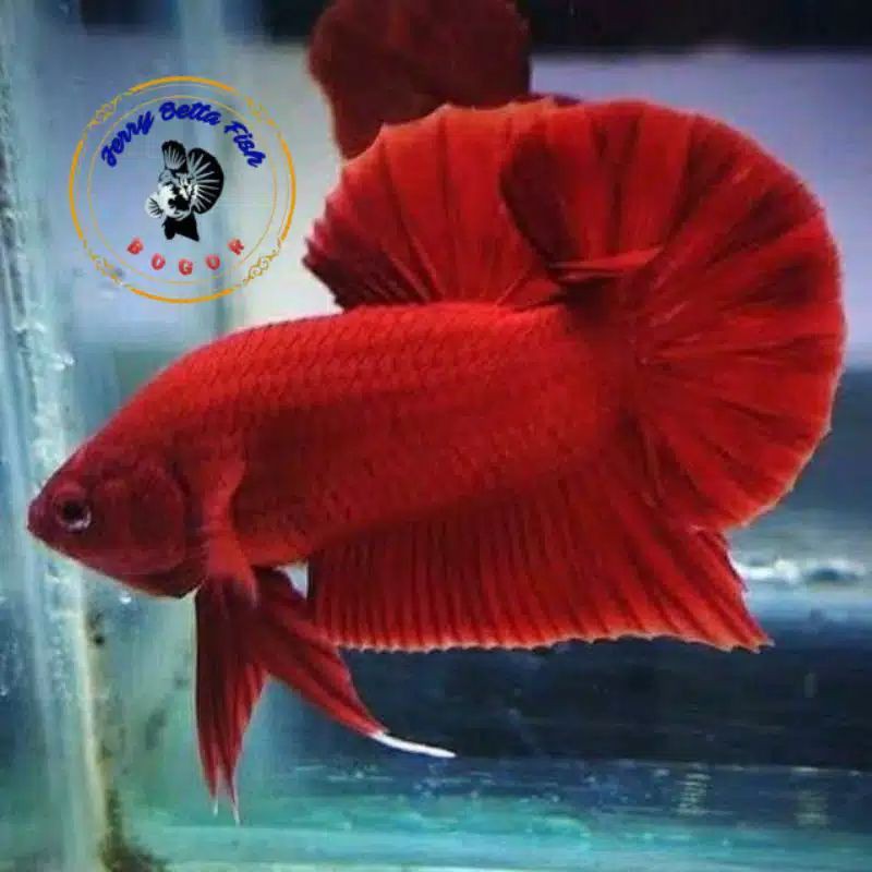 

Jual ikan hias-cupang plakat super red jantan-harga per 1 ekor-Size dewasa