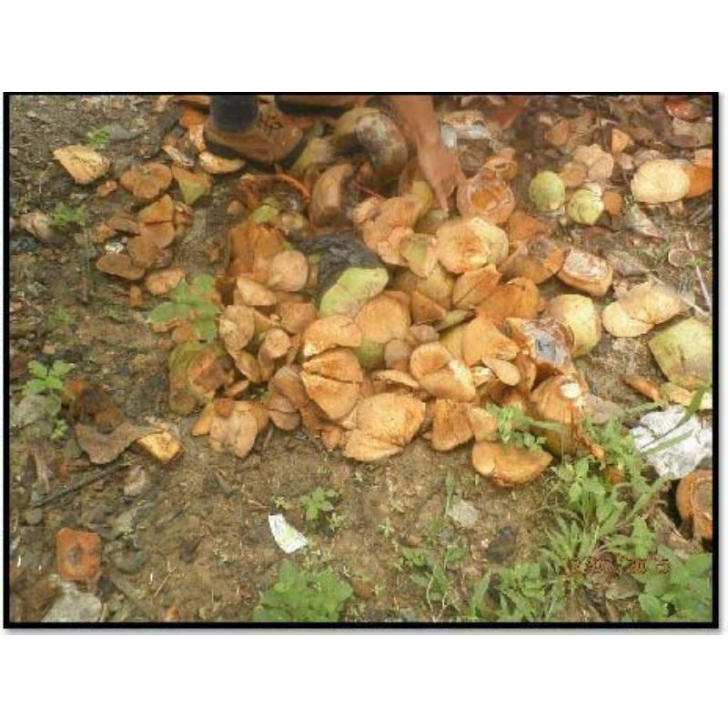 Tapas kelapa Muda/1KG