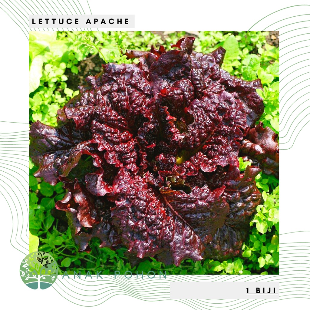 Benih Bibit Biji - Lettuce Apache Selada Merah Tua Seeds - IMPORT