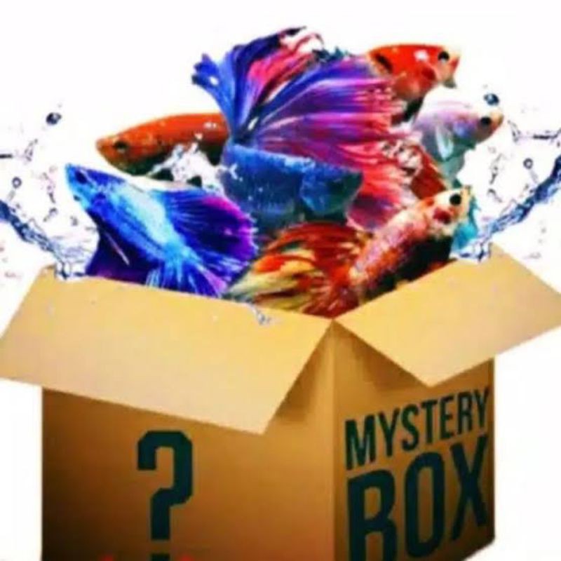 box Mysteri ikan hias cupang male female Nemo avatar HM halfmon crown tail size s s+ m m+ terlaris