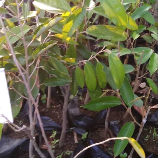 durian duri hitam