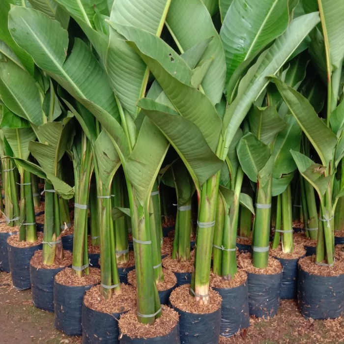 pohon hias pisang karibay