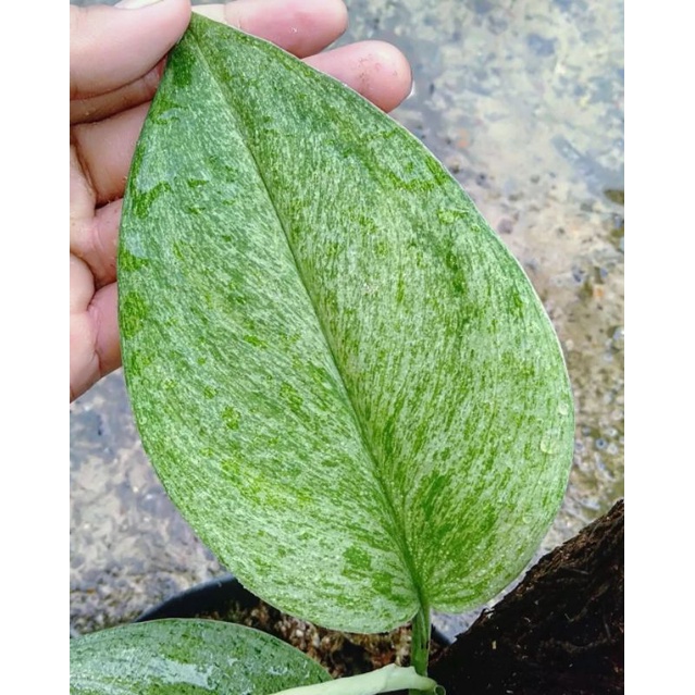 Scindapsus varigata mint